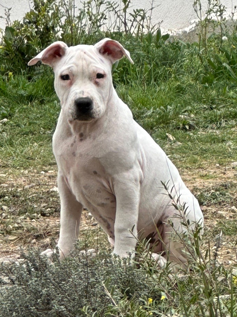 The Elder Blood - Chiot disponible  - American Staffordshire Terrier