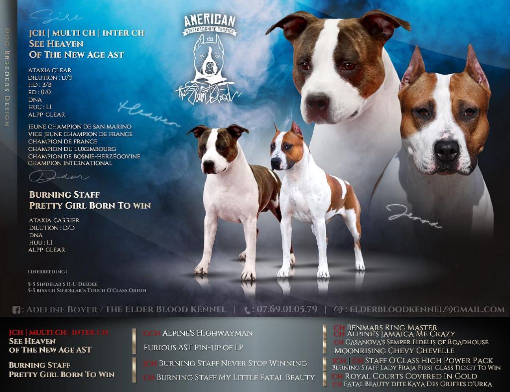 chiot American Staffordshire Terrier The Elder Blood