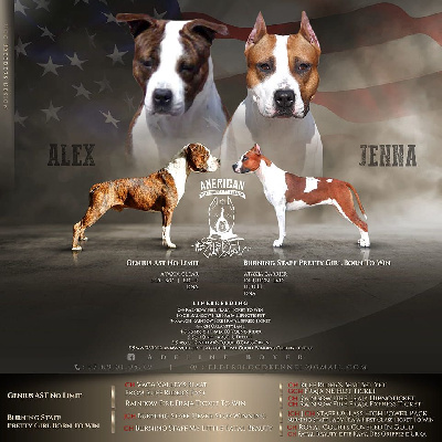 The Elder Blood - American Staffordshire Terrier - Portée née le 06/12/2021