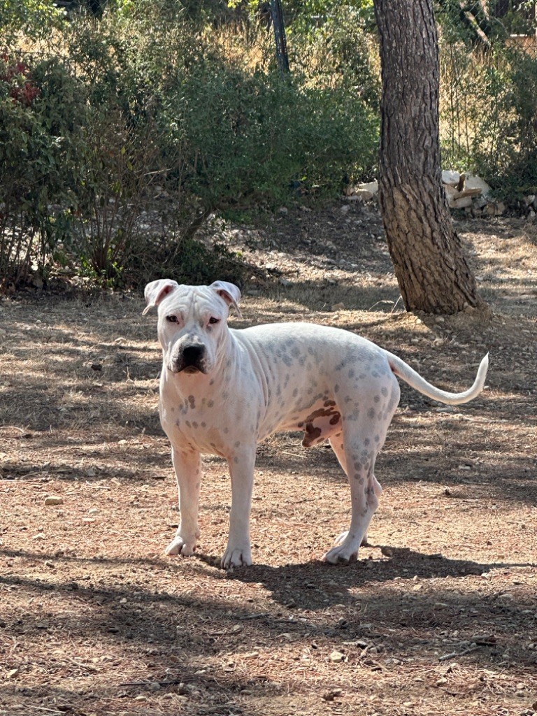 The Elder Blood - Chiot disponible  - American Staffordshire Terrier