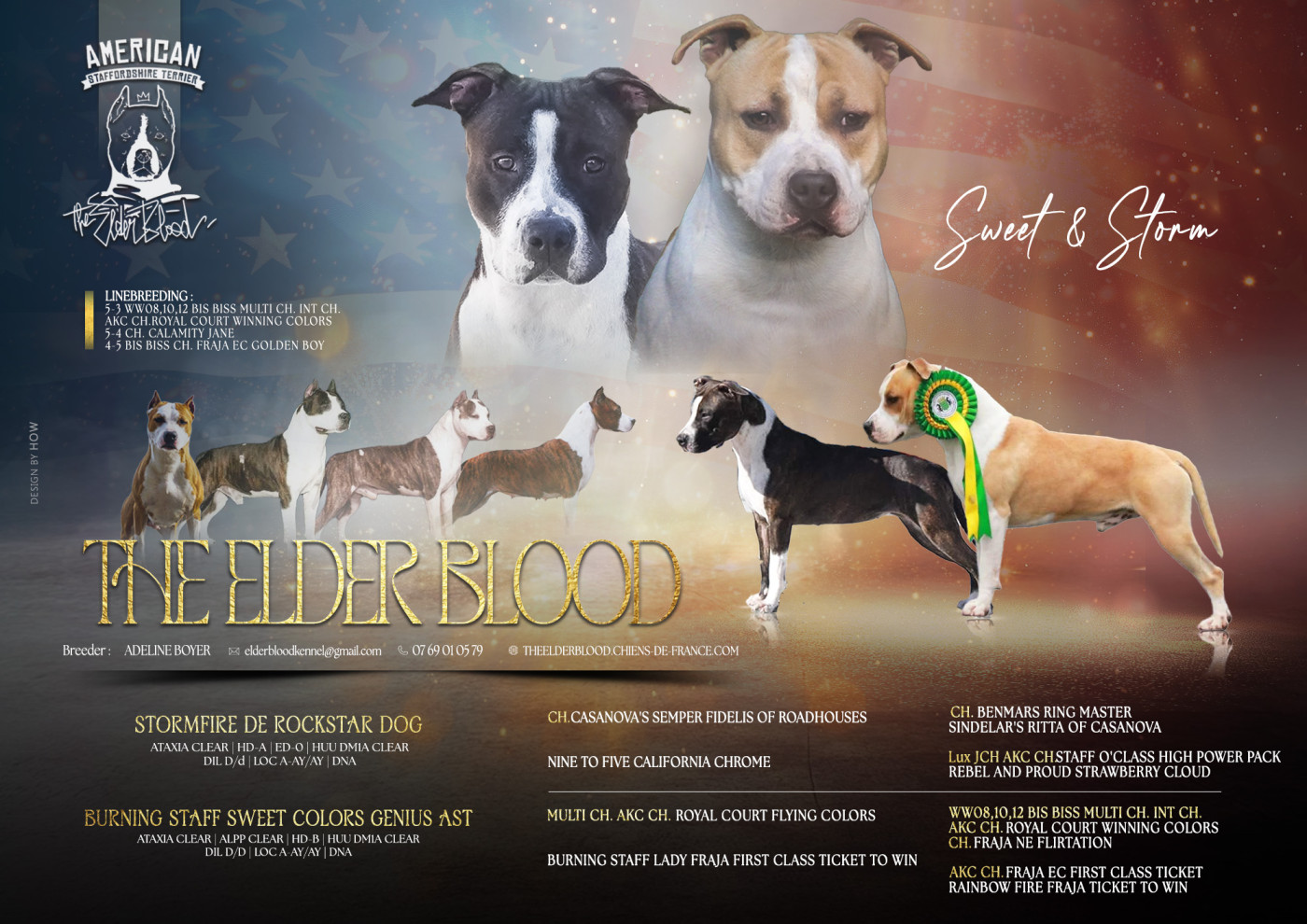 The Elder Blood - American Staffordshire Terrier - Portée née le 13/05/2026